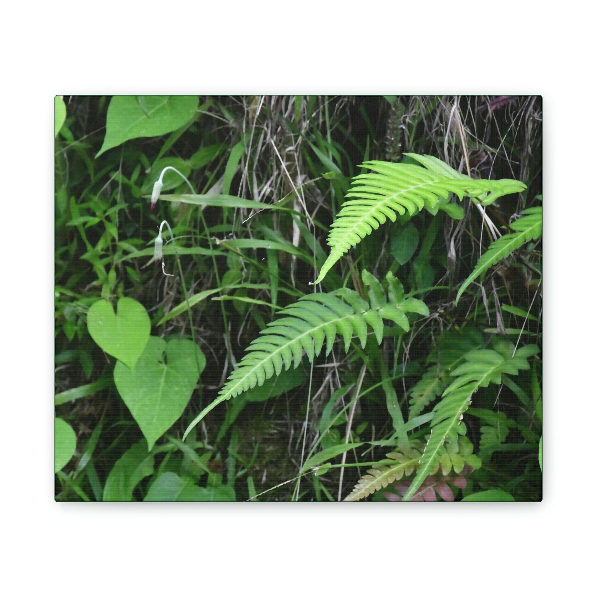 Deals on Thin Canvas - Stretched, 0.75" - Small Sizes Horizontal - Ideal for Wall Forest Mosaics - Cluster of Fern Leaves - Green Forest Home