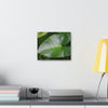 Deals on Thin Canvas - Stretched, 0.75" - Small Sizes Horizontal - Ideal for Wall Forest Mosaics - Common Elephant Ear plant leaf - Green Forest Home