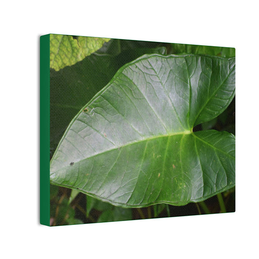 Deals on Thin Canvas - Stretched, 0.75" - Small Sizes Horizontal - Ideal for Wall Forest Mosaics - Common Elephant Ear plant leaf - Green Forest Home