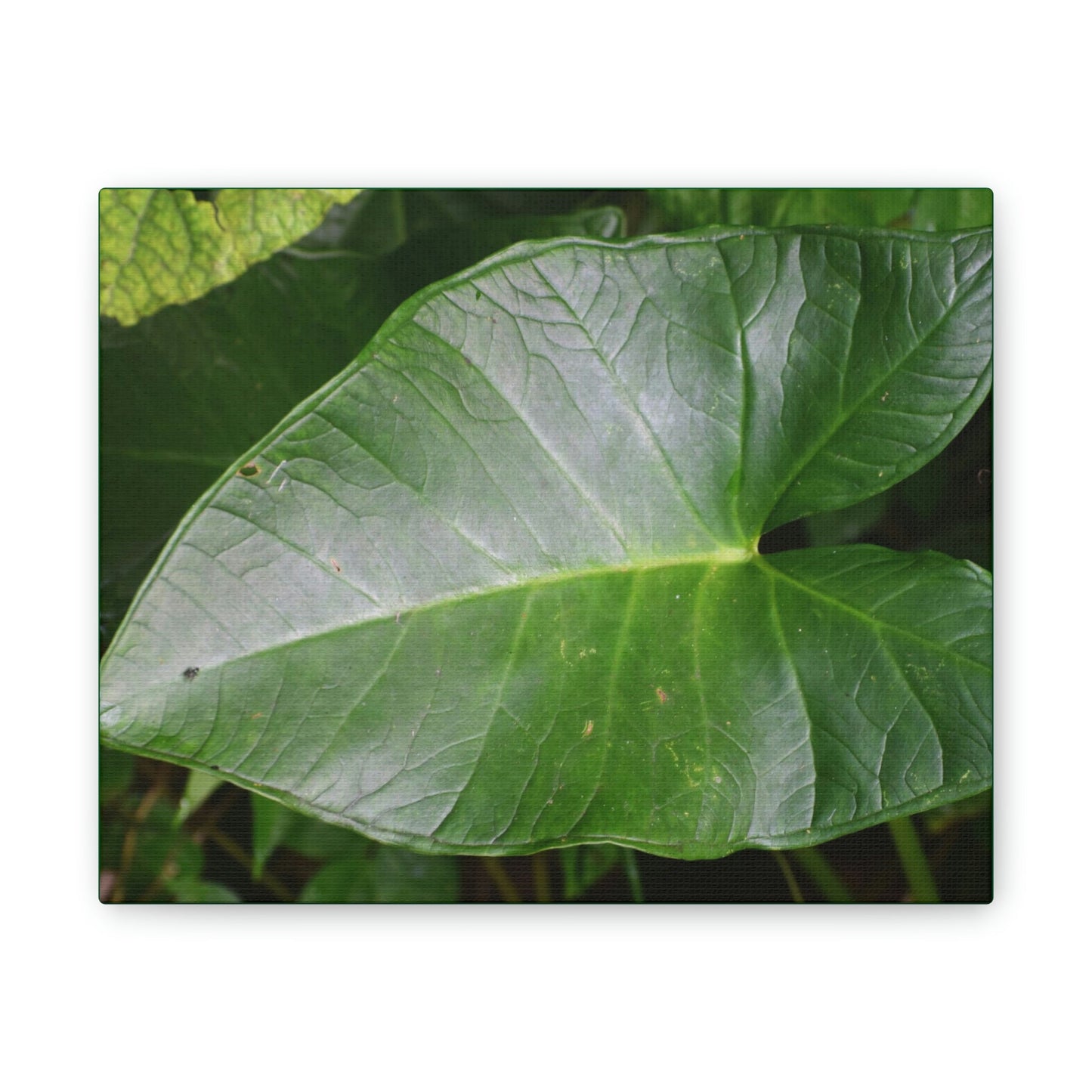 Deals on Thin Canvas - Stretched, 0.75" - Small Sizes Horizontal - Ideal for Wall Forest Mosaics - Common Elephant Ear plant leaf - Green Forest Home