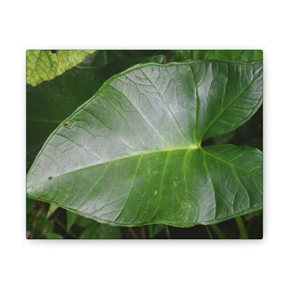 Deals on Thin Canvas - Stretched, 0.75" - Small Sizes Horizontal - Ideal for Wall Forest Mosaics - Common Elephant Ear plant leaf - Green Forest Home