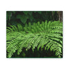 Deals on Thin Canvas - Stretched, 0.75" - Small Sizes Horizontal - Ideal for Wall Forest Mosaics - Common Fern Plant - Green Forest Home