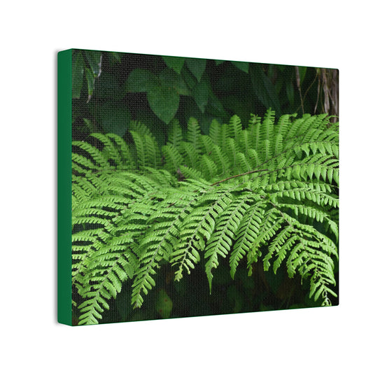 Deals on Thin Canvas - Stretched, 0.75" - Small Sizes Horizontal - Ideal for Wall Forest Mosaics - Common Fern Plant - Green Forest Home