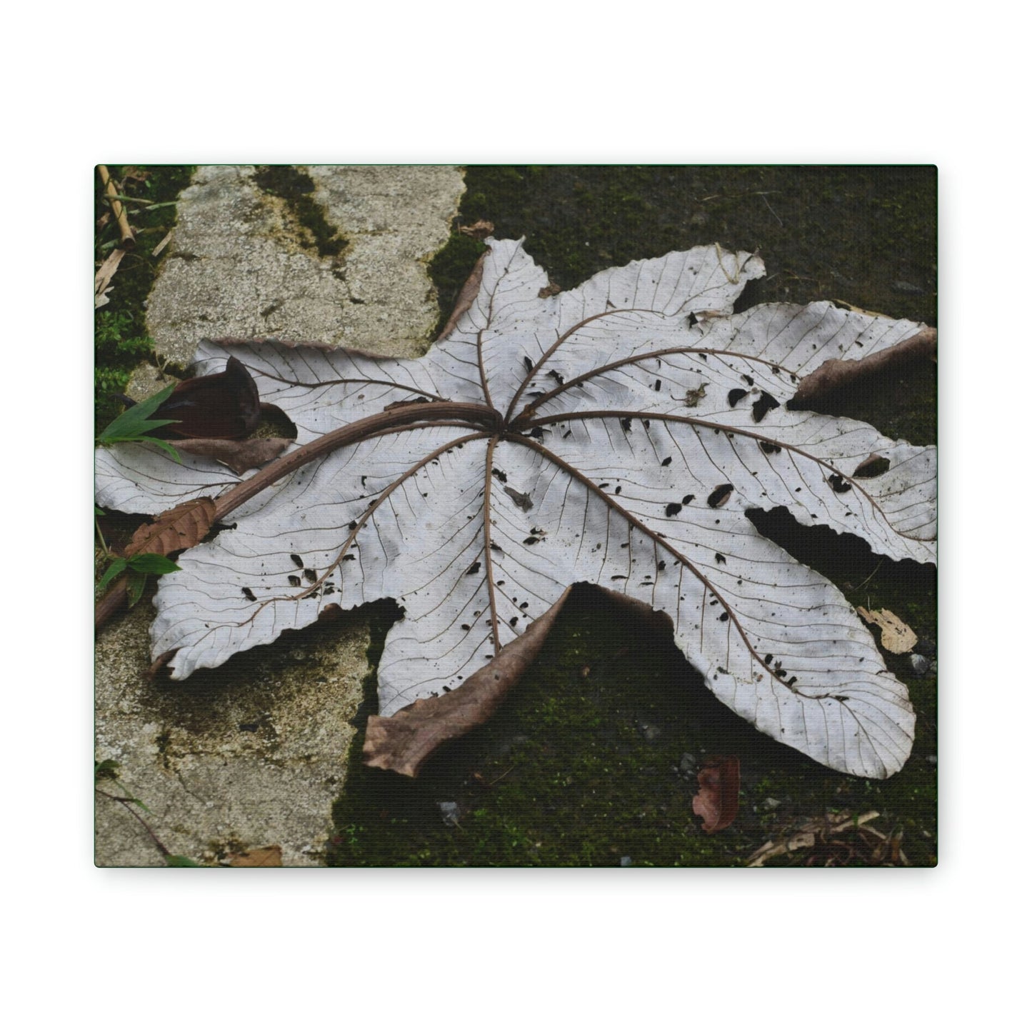 Deals on Thin Canvas - Stretched, 0.75" - Small Sizes Horizontal - Ideal for Wall Forest Mosaics - Decaying Yagrumo Tree leaf - Green Forest Home