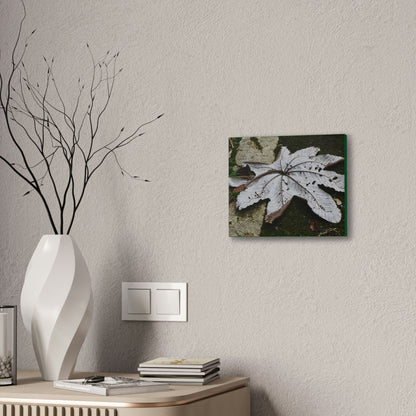 Deals on Thin Canvas - Stretched, 0.75" - Small Sizes Horizontal - Ideal for Wall Forest Mosaics - Decaying Yagrumo Tree leaf - Green Forest Home