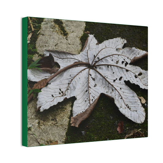 Deals on Thin Canvas - Stretched, 0.75" - Small Sizes Horizontal - Ideal for Wall Forest Mosaics - Decaying Yagrumo Tree leaf - Green Forest Home
