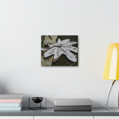 Deals on Thin Canvas - Stretched, 0.75" - Small Sizes Horizontal - Ideal for Wall Forest Mosaics - Decaying Yagrumo Tree leaf - Green Forest Home