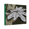 Deals on Thin Canvas - Stretched, 0.75" - Small Sizes Horizontal - Ideal for Wall Forest Mosaics - Decaying Yagrumo Tree leaf - Green Forest Home
