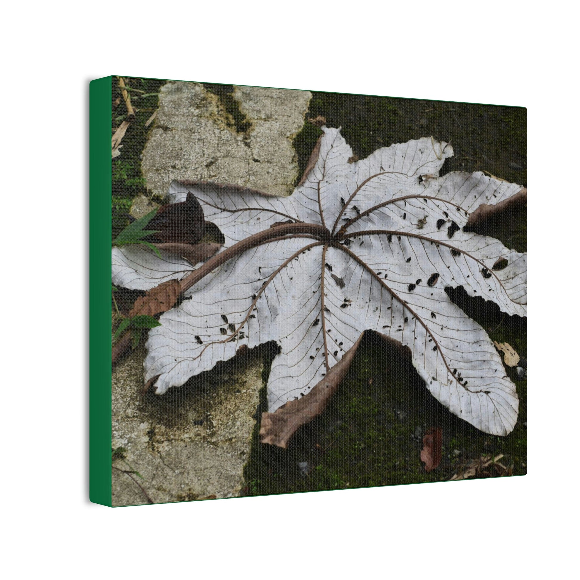 Deals on Thin Canvas - Stretched, 0.75" - Small Sizes Horizontal - Ideal for Wall Forest Mosaics - Decaying Yagrumo Tree leaf - Green Forest Home