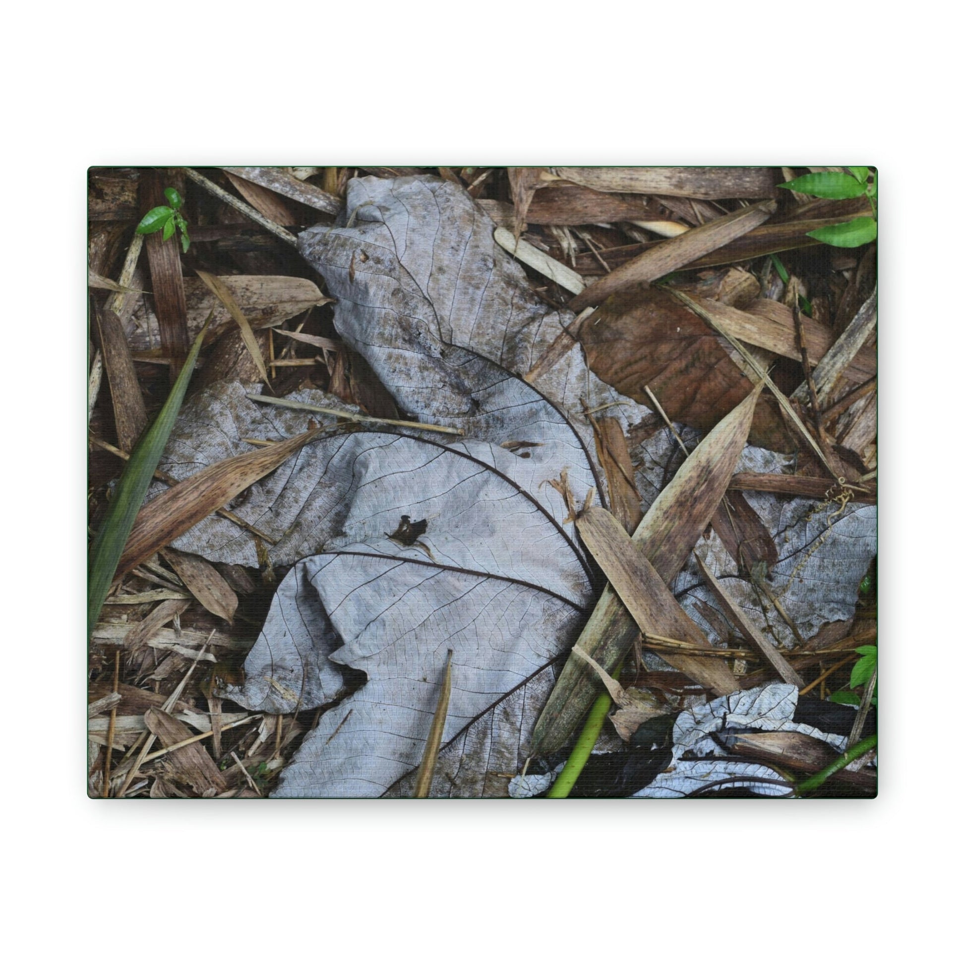 Deals on Thin Canvas - Stretched, 0.75" - Small Sizes Horizontal - Ideal for Wall Forest Mosaics - Dry Bamboo and Yagrumo leaves - Green Forest Home