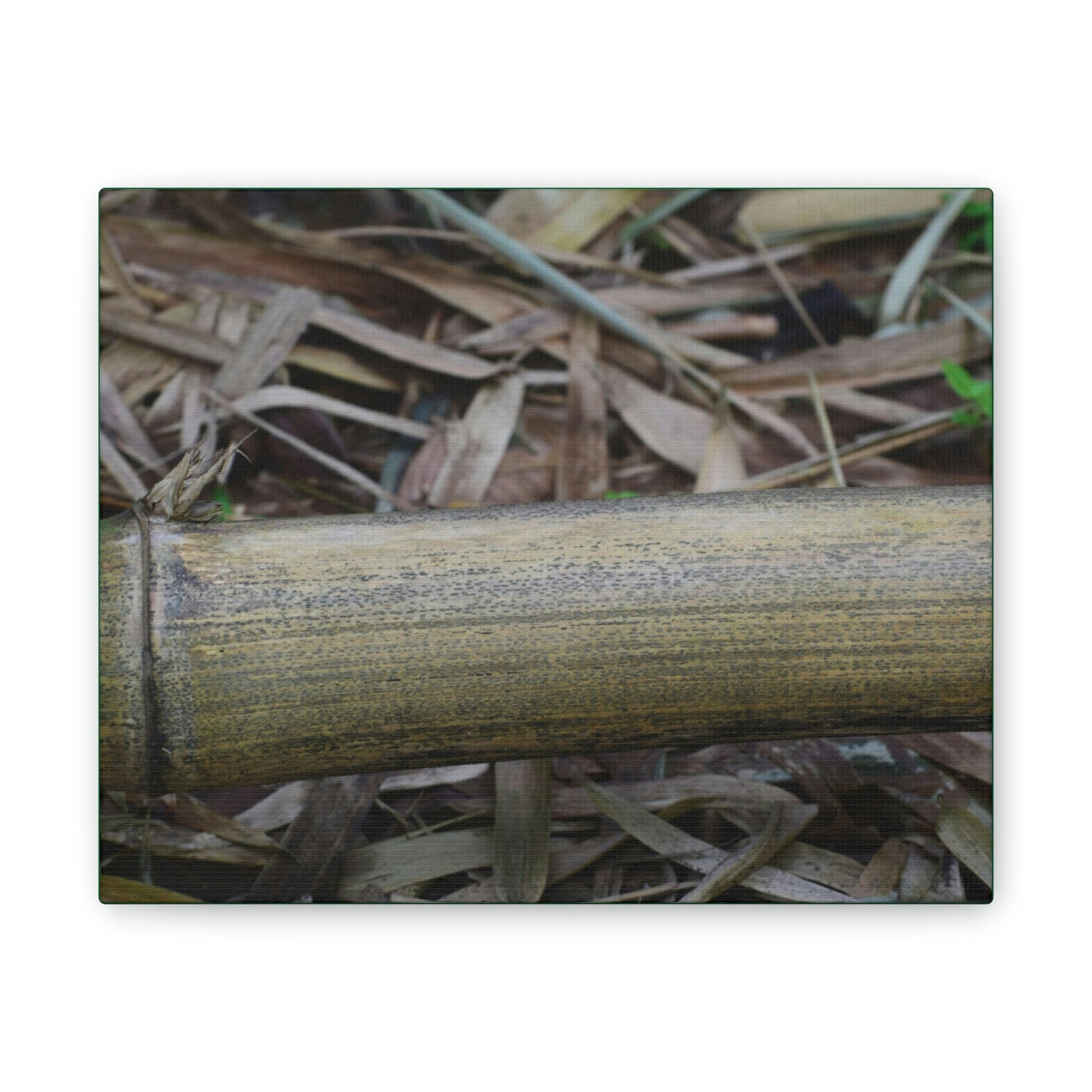 Deals on Thin Canvas - Stretched, 0.75" - Small Sizes Horizontal - Ideal for Wall Forest Mosaics - Dry Bamboo trunk and leaves - Green Forest Home