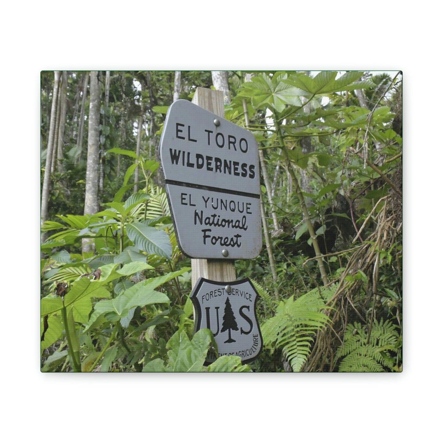 Deals on Thin Canvas - Stretched, 0.75" - Small Sizes Horizontal - Ideal for Wall Forest Mosaics - EYNF Rio Sabana Trail El Toro Wilderness - Green Forest Home