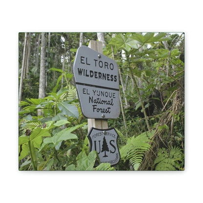 Deals on Thin Canvas - Stretched, 0.75" - Small Sizes Horizontal - Ideal for Wall Forest Mosaics - EYNF Rio Sabana Trail El Toro Wilderness - Green Forest Home