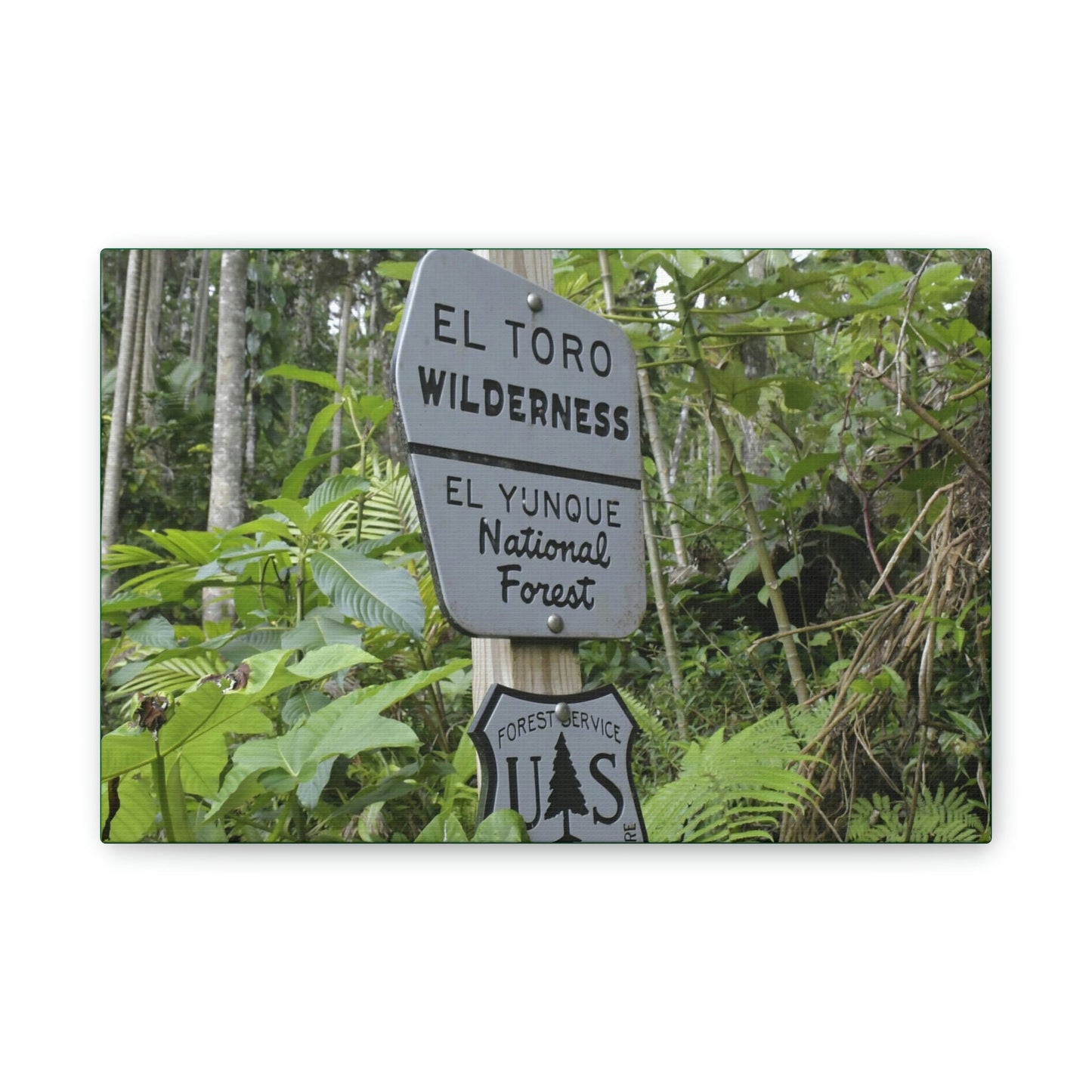 Deals on Thin Canvas - Stretched, 0.75" - Small Sizes Horizontal - Ideal for Wall Forest Mosaics - EYNF Rio Sabana Trail El Toro Wilderness - Green Forest Home