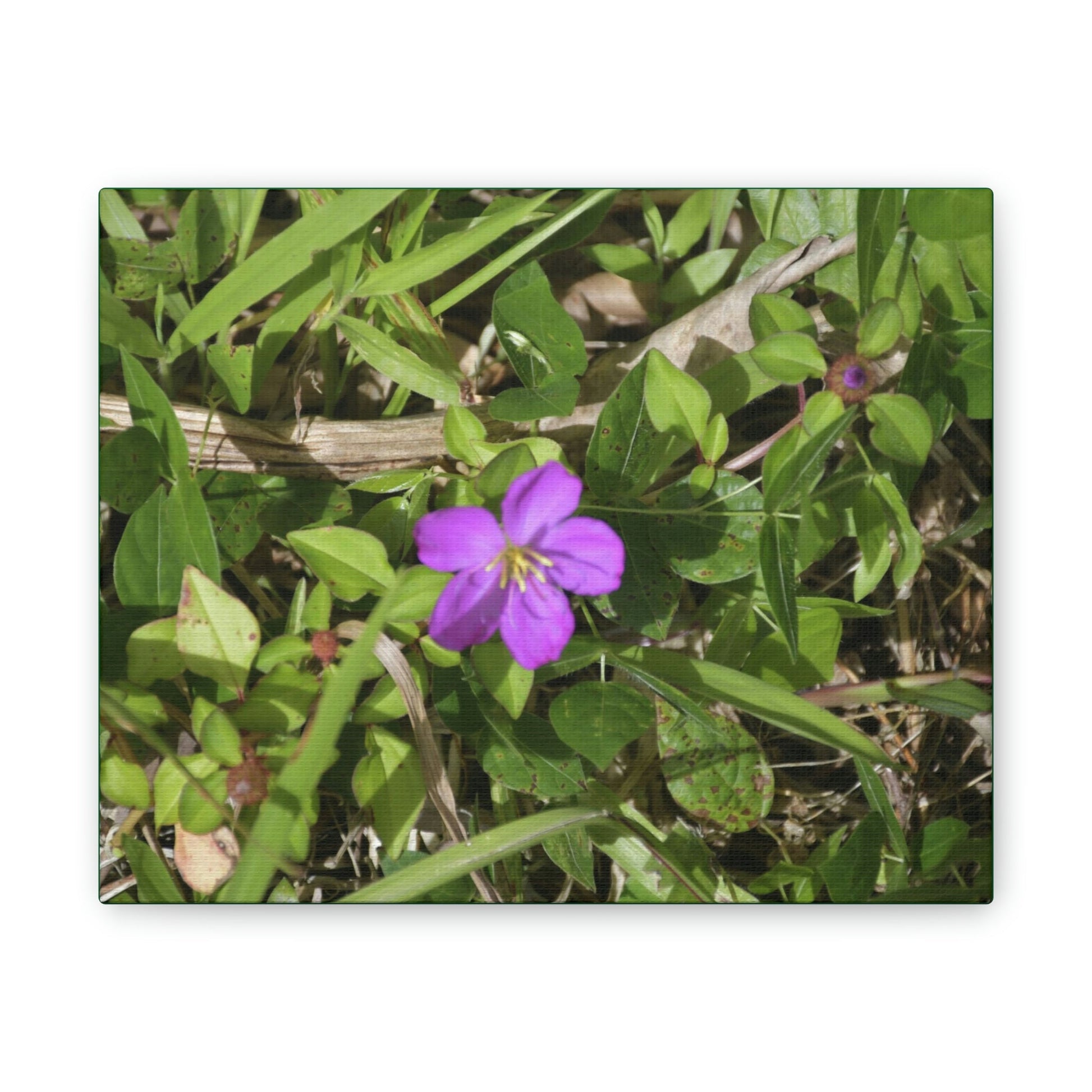 Deals on Thin Canvas - Stretched, 0.75" - Small Sizes Horizontal - Ideal for Wall Forest Mosaics - Flower in Foliage - Rio Sabana Park - Green Forest Home