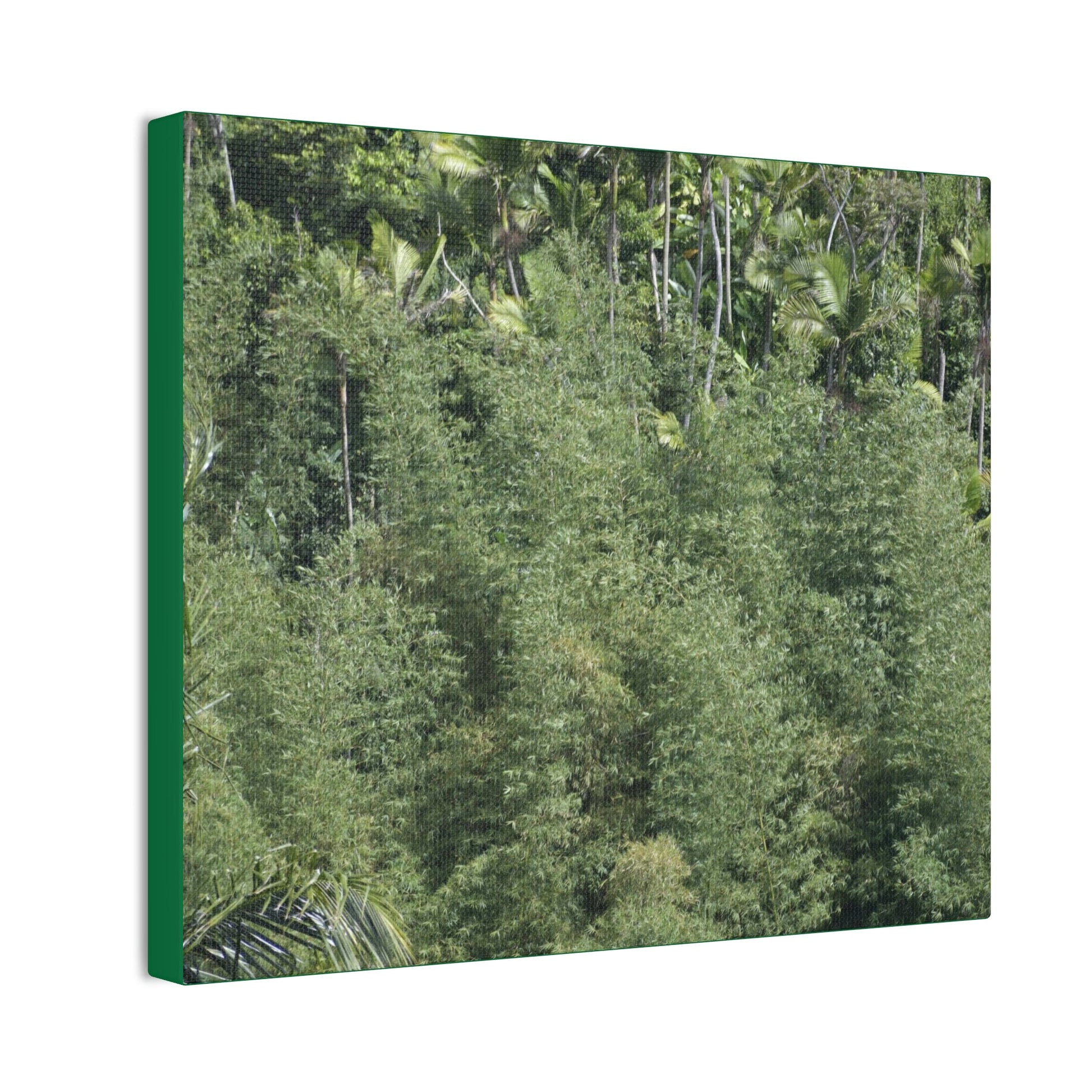 Deals on Thin Canvas - Stretched, 0.75" - Small Sizes Horizontal - Ideal for Wall Forest Mosaics - Large Bamboo Cluster near Rio Blanco - Green Forest Home
