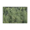 Deals on Thin Canvas - Stretched, 0.75" - Small Sizes Horizontal - Ideal for Wall Forest Mosaics - Large Bamboo Cluster near Rio Blanco - Green Forest Home
