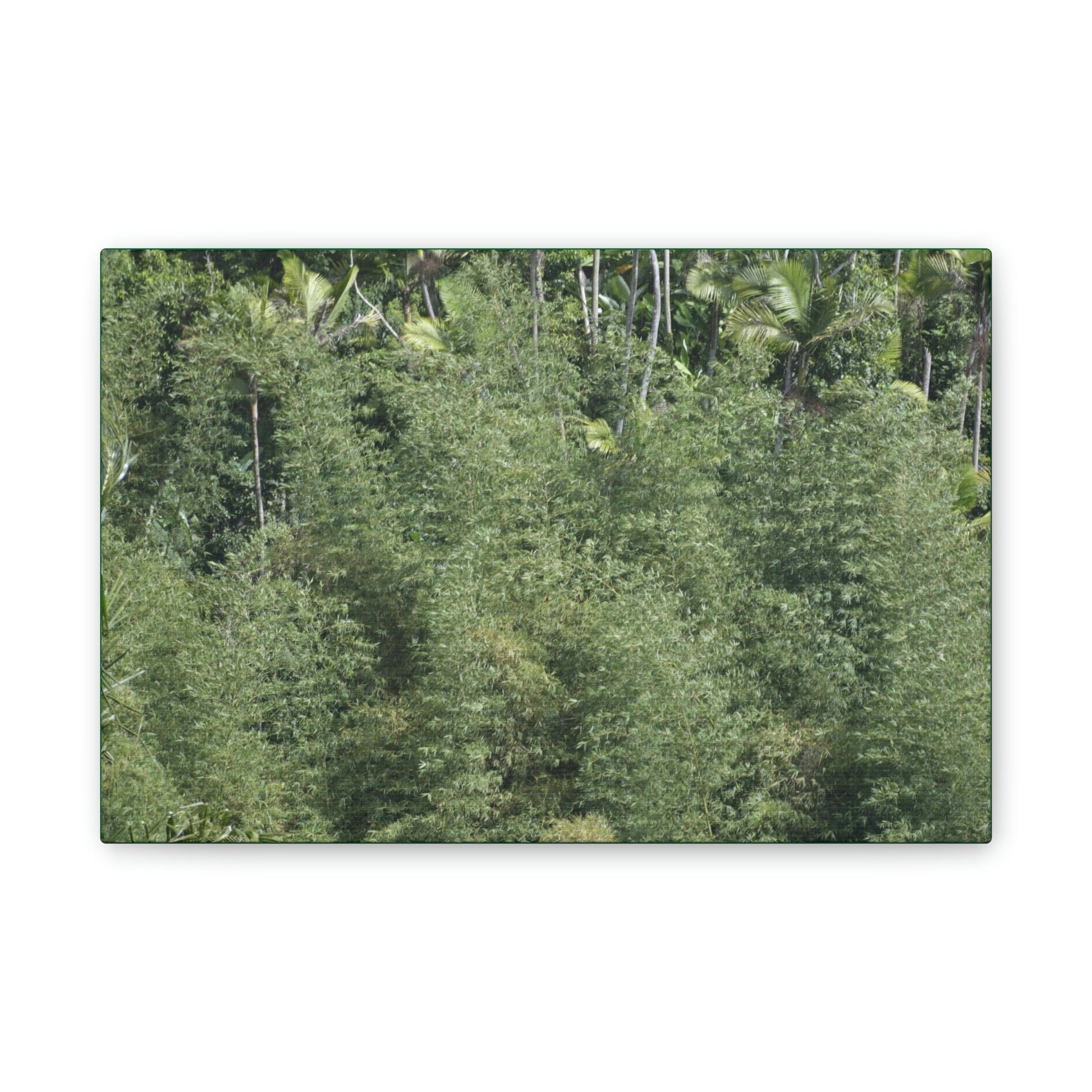 Deals on Thin Canvas - Stretched, 0.75" - Small Sizes Horizontal - Ideal for Wall Forest Mosaics - Large Bamboo Cluster near Rio Blanco - Green Forest Home