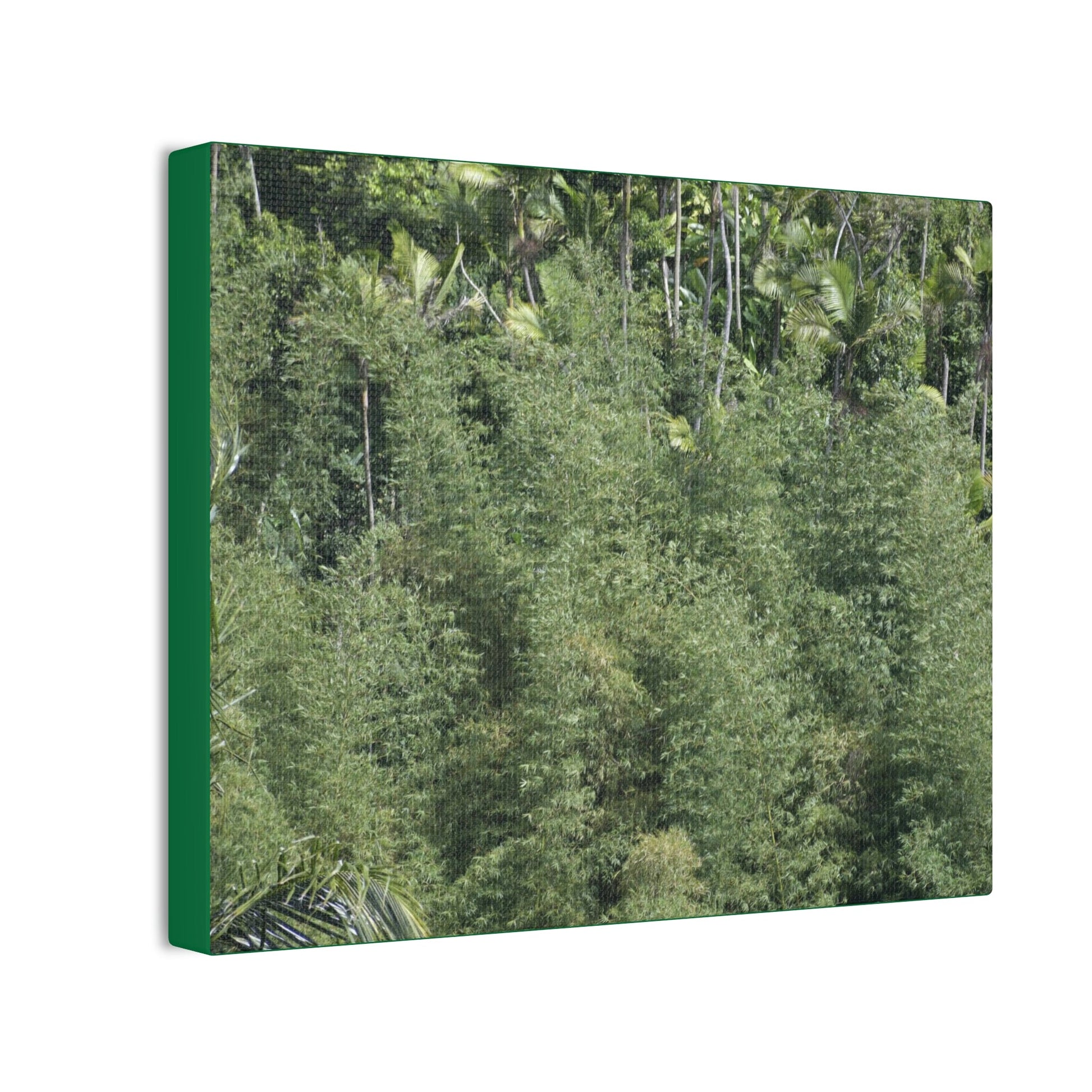 Deals on Thin Canvas - Stretched, 0.75" - Small Sizes Horizontal - Ideal for Wall Forest Mosaics - Large Bamboo Cluster near Rio Blanco - Green Forest Home