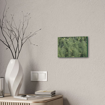 Deals on Thin Canvas - Stretched, 0.75" - Small Sizes Horizontal - Ideal for Wall Forest Mosaics - Large Bamboo Cluster near Rio Blanco - Green Forest Home