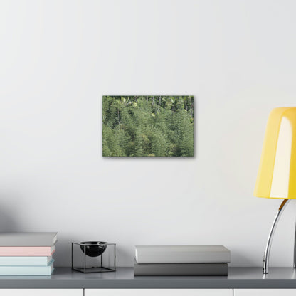 Deals on Thin Canvas - Stretched, 0.75" - Small Sizes Horizontal - Ideal for Wall Forest Mosaics - Large Bamboo Cluster near Rio Blanco - Green Forest Home