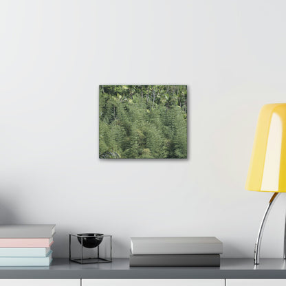 Deals on Thin Canvas - Stretched, 0.75" - Small Sizes Horizontal - Ideal for Wall Forest Mosaics - Large Bamboo Cluster near Rio Blanco - Green Forest Home