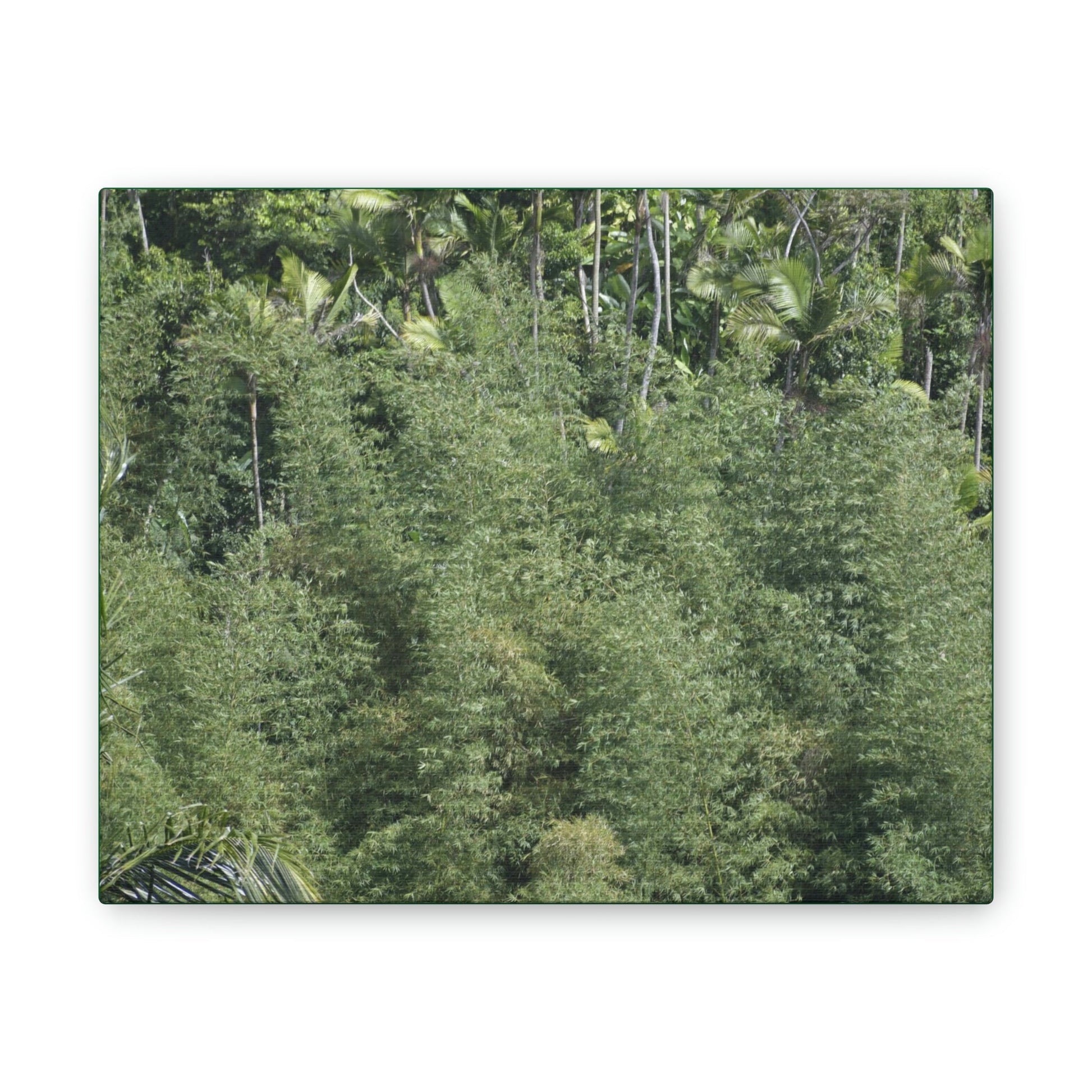 Deals on Thin Canvas - Stretched, 0.75" - Small Sizes Horizontal - Ideal for Wall Forest Mosaics - Large Bamboo Cluster near Rio Blanco - Green Forest Home