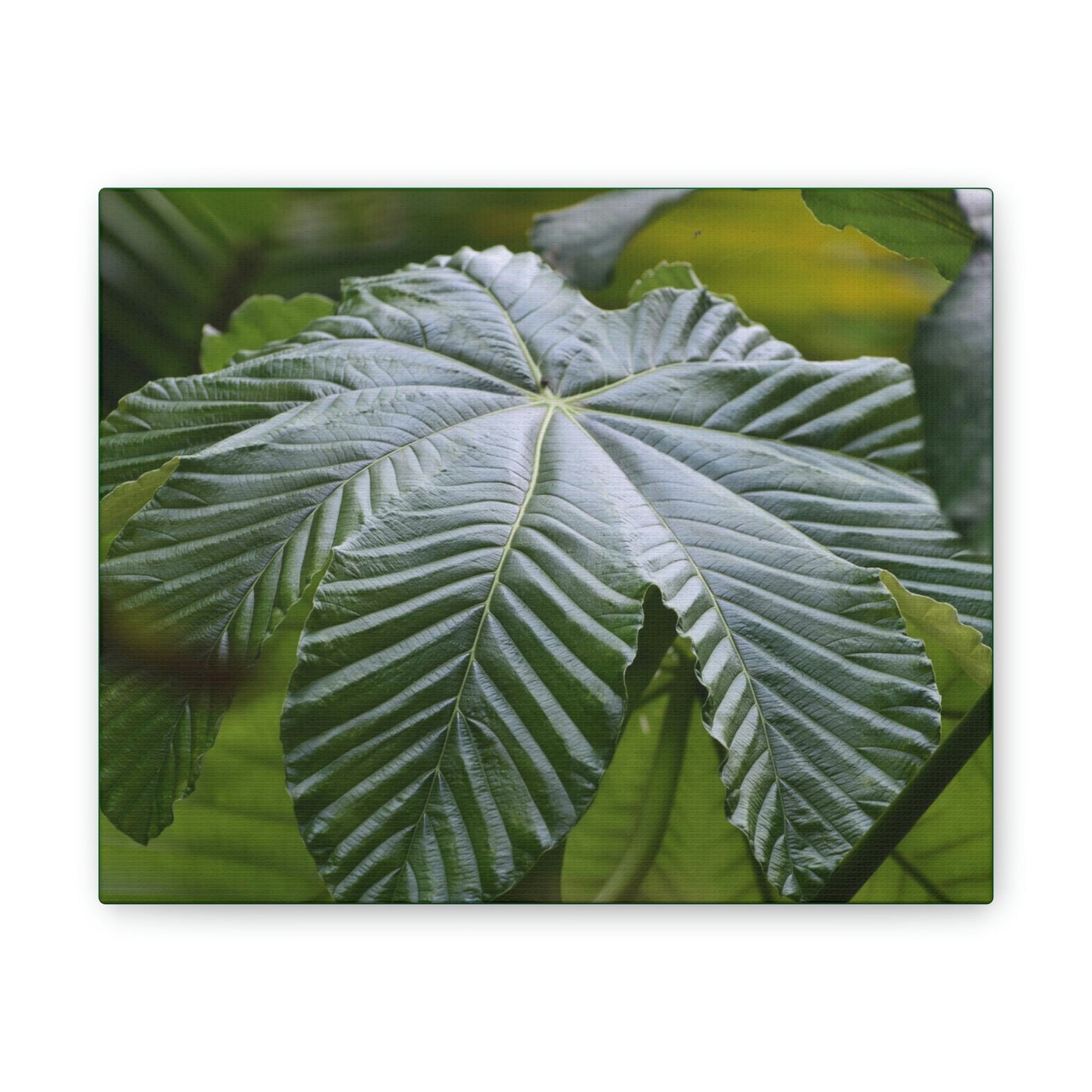 Deals on Thin Canvas - Stretched, 0.75" - Small Sizes Horizontal - Ideal for Wall Forest Mosaics - Lonely fern and foliage on the ground - Green Forest Home