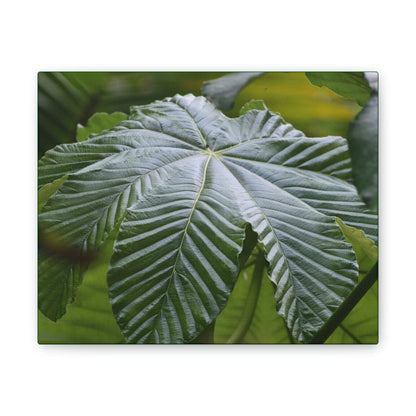 Deals on Thin Canvas - Stretched, 0.75" - Small Sizes Horizontal - Ideal for Wall Forest Mosaics - Lonely fern and foliage on the ground - Green Forest Home