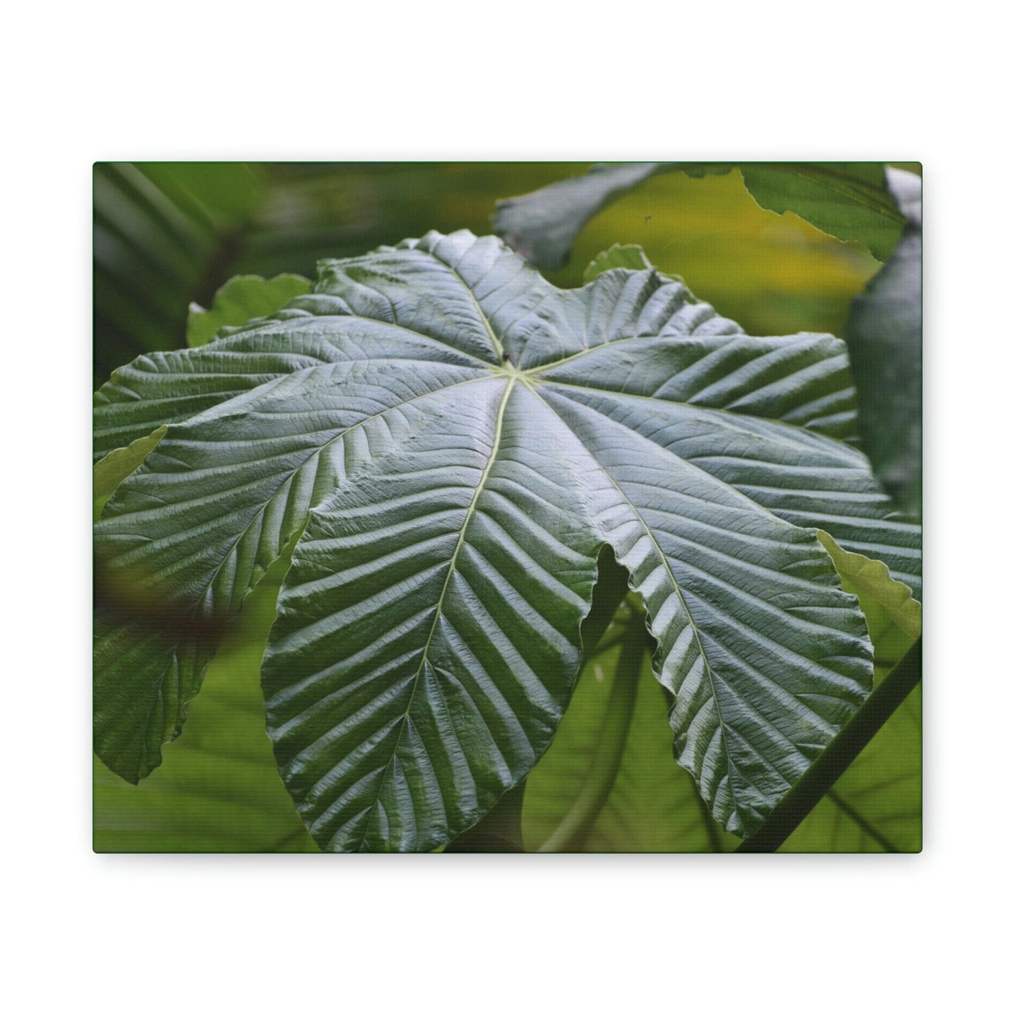 Deals on Thin Canvas - Stretched, 0.75" - Small Sizes Horizontal - Ideal for Wall Forest Mosaics - Lonely fern and foliage on the ground - Green Forest Home