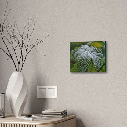 Deals on Thin Canvas - Stretched, 0.75" - Small Sizes Horizontal - Ideal for Wall Forest Mosaics - Lonely fern and foliage on the ground - Green Forest Home