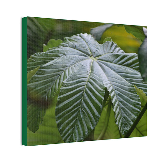 Deals on Thin Canvas - Stretched, 0.75" - Small Sizes Horizontal - Ideal for Wall Forest Mosaics - Lonely fern and foliage on the ground - Green Forest Home