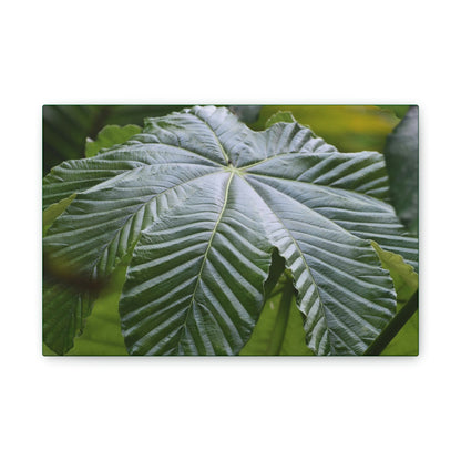 Deals on Thin Canvas - Stretched, 0.75" - Small Sizes Horizontal - Ideal for Wall Forest Mosaics - Lonely fern and foliage on the ground - Green Forest Home
