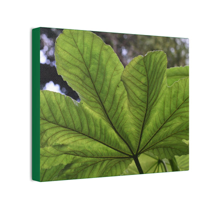 Deals on Thin Canvas - Stretched, 0.75" - Small Sizes Horizontal - Ideal for Wall Forest Mosaics - MirameLinda Plant - look at me i am pretty - Green Forest Home