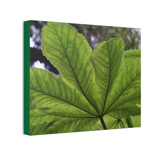 Deals on Thin Canvas - Stretched, 0.75" - Small Sizes Horizontal - Ideal for Wall Forest Mosaics - MirameLinda Plant - look at me i am pretty - Green Forest Home