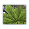 Deals on Thin Canvas - Stretched, 0.75" - Small Sizes Horizontal - Ideal for Wall Forest Mosaics - MirameLinda Plant - look at me i am pretty - Green Forest Home