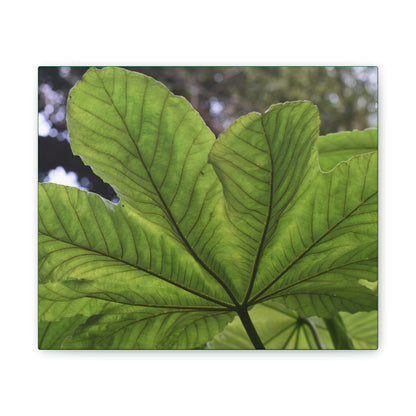 Deals on Thin Canvas - Stretched, 0.75" - Small Sizes Horizontal - Ideal for Wall Forest Mosaics - MirameLinda Plant - look at me i am pretty - Green Forest Home