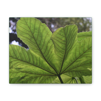 Deals on Thin Canvas - Stretched, 0.75" - Small Sizes Horizontal - Ideal for Wall Forest Mosaics - MirameLinda Plant - look at me i am pretty - Green Forest Home