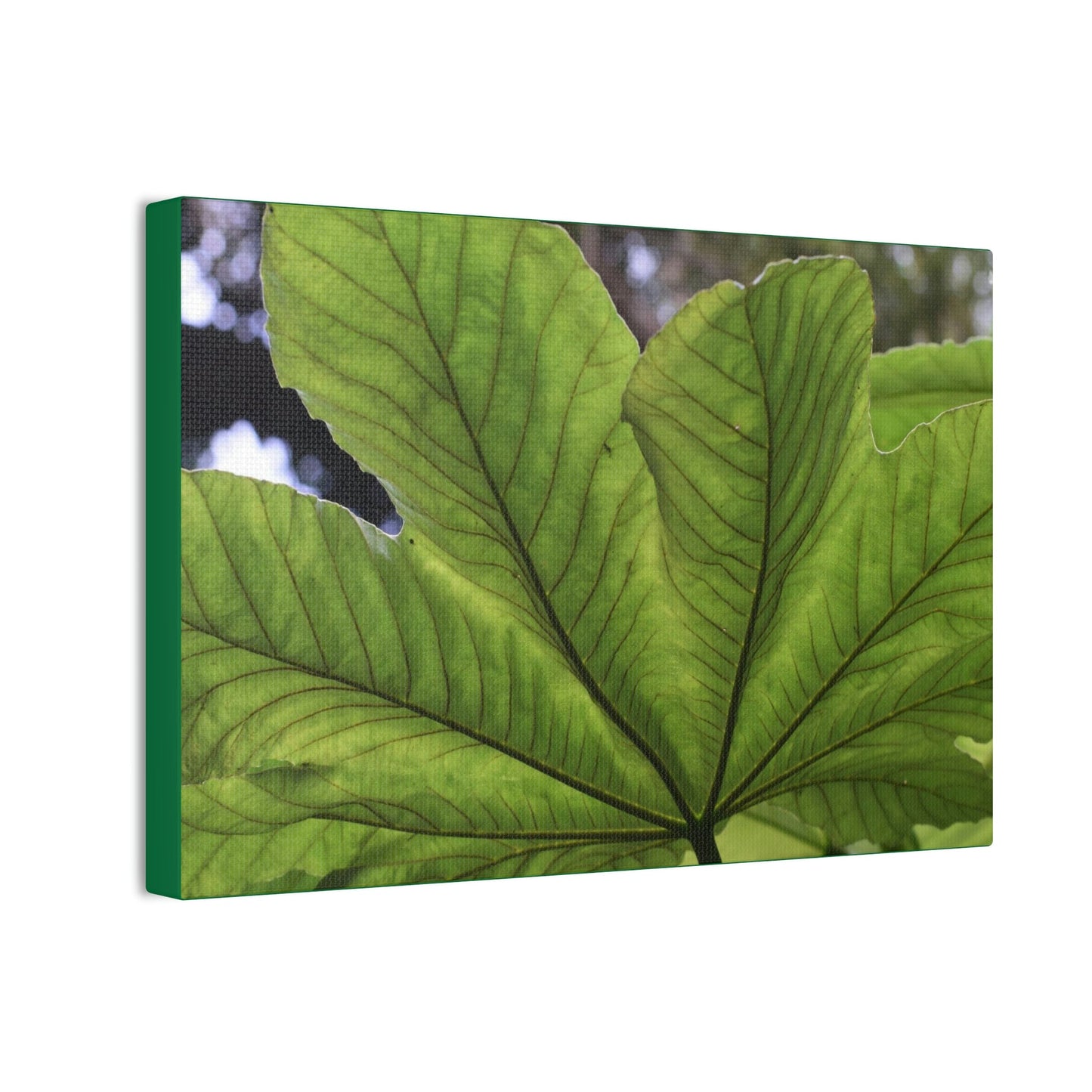 Deals on Thin Canvas - Stretched, 0.75" - Small Sizes Horizontal - Ideal for Wall Forest Mosaics - MirameLinda Plant - look at me i am pretty - Green Forest Home