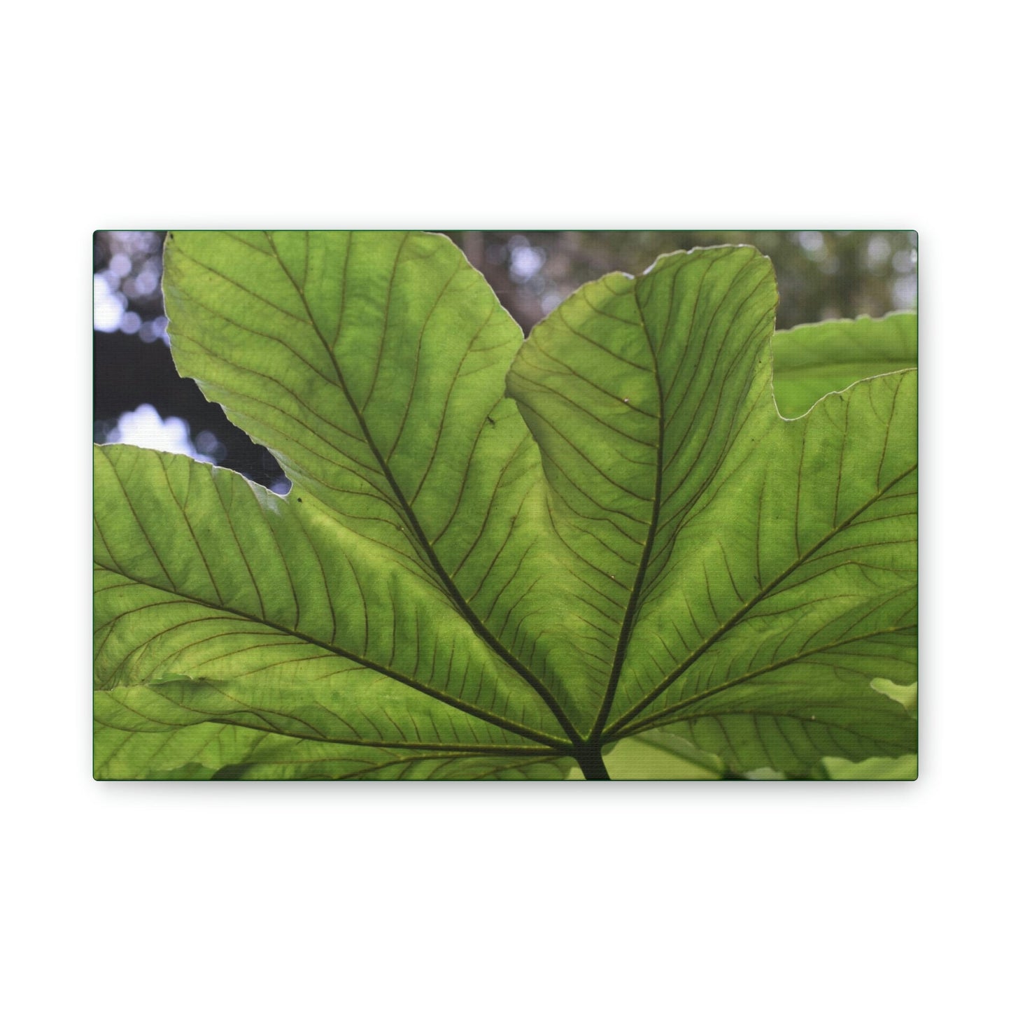 Deals on Thin Canvas - Stretched, 0.75" - Small Sizes Horizontal - Ideal for Wall Forest Mosaics - MirameLinda Plant - look at me i am pretty - Green Forest Home