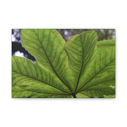 Deals on Thin Canvas - Stretched, 0.75" - Small Sizes Horizontal - Ideal for Wall Forest Mosaics - MirameLinda Plant - look at me i am pretty - Green Forest Home
