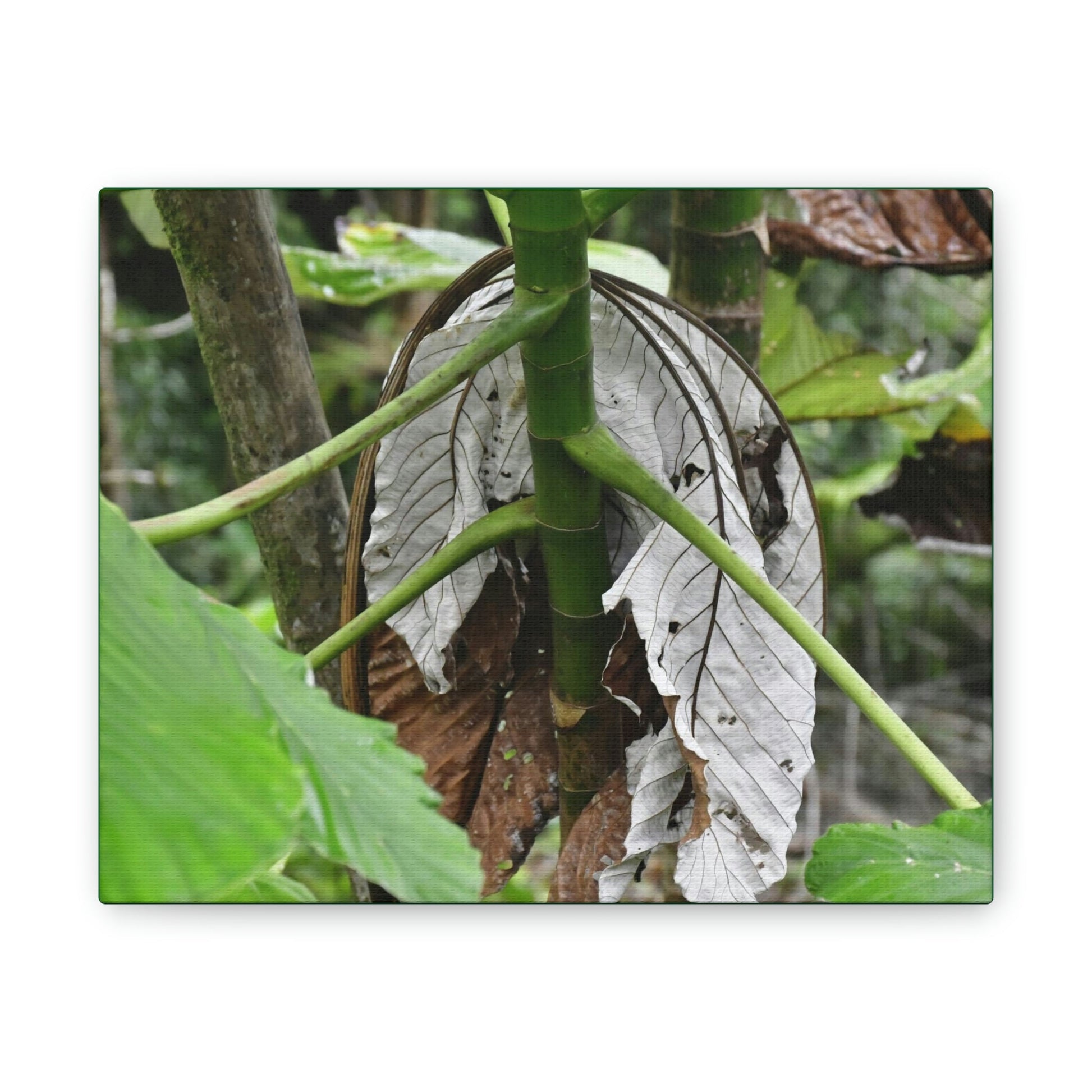 Deals on Thin Canvas - Stretched, 0.75" - Small Sizes Horizontal - Ideal for Wall Forest Mosaics - New Yagrumo Tree with dry leaf around it - Green Forest Home