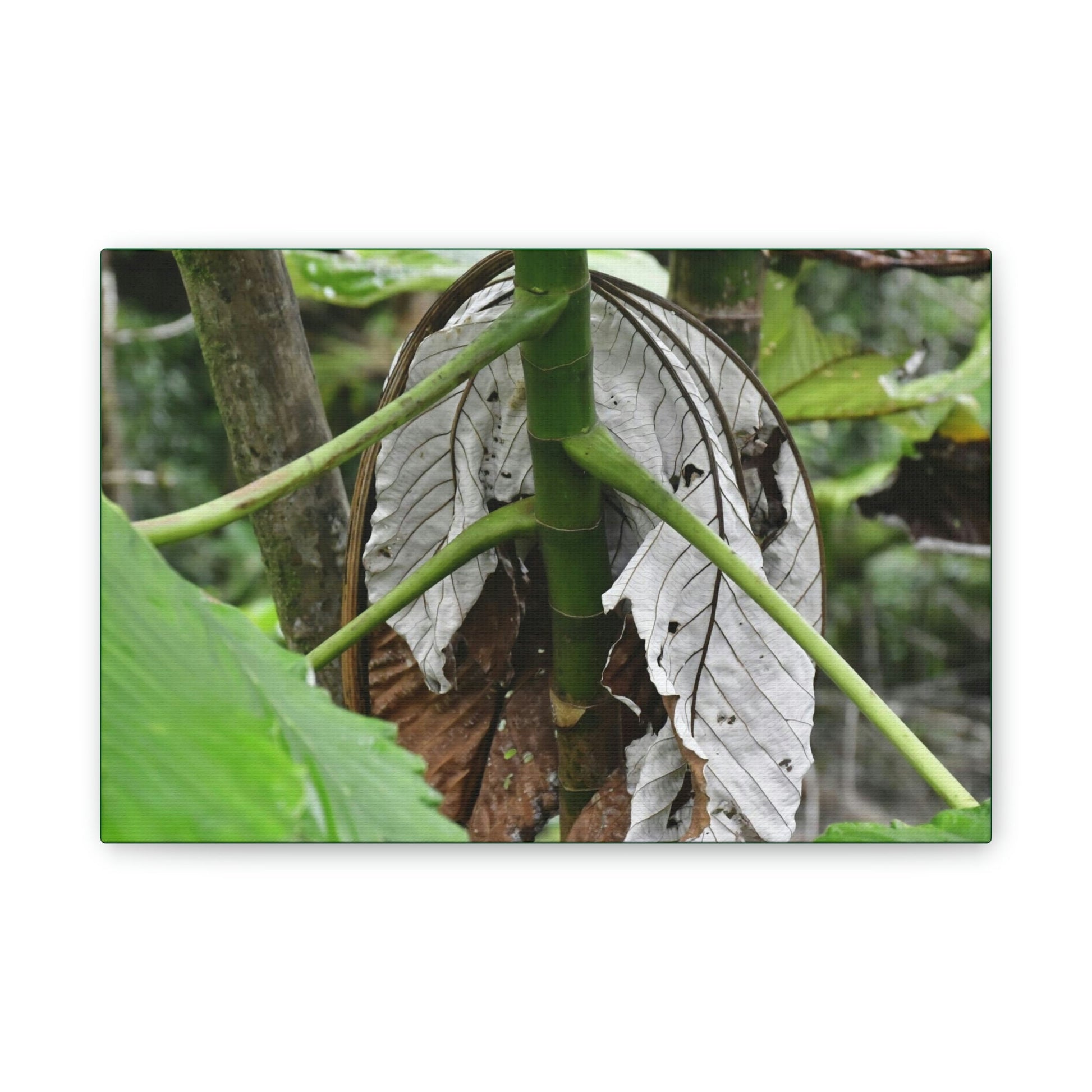 Deals on Thin Canvas - Stretched, 0.75" - Small Sizes Horizontal - Ideal for Wall Forest Mosaics - New Yagrumo Tree with dry leaf around it - Green Forest Home