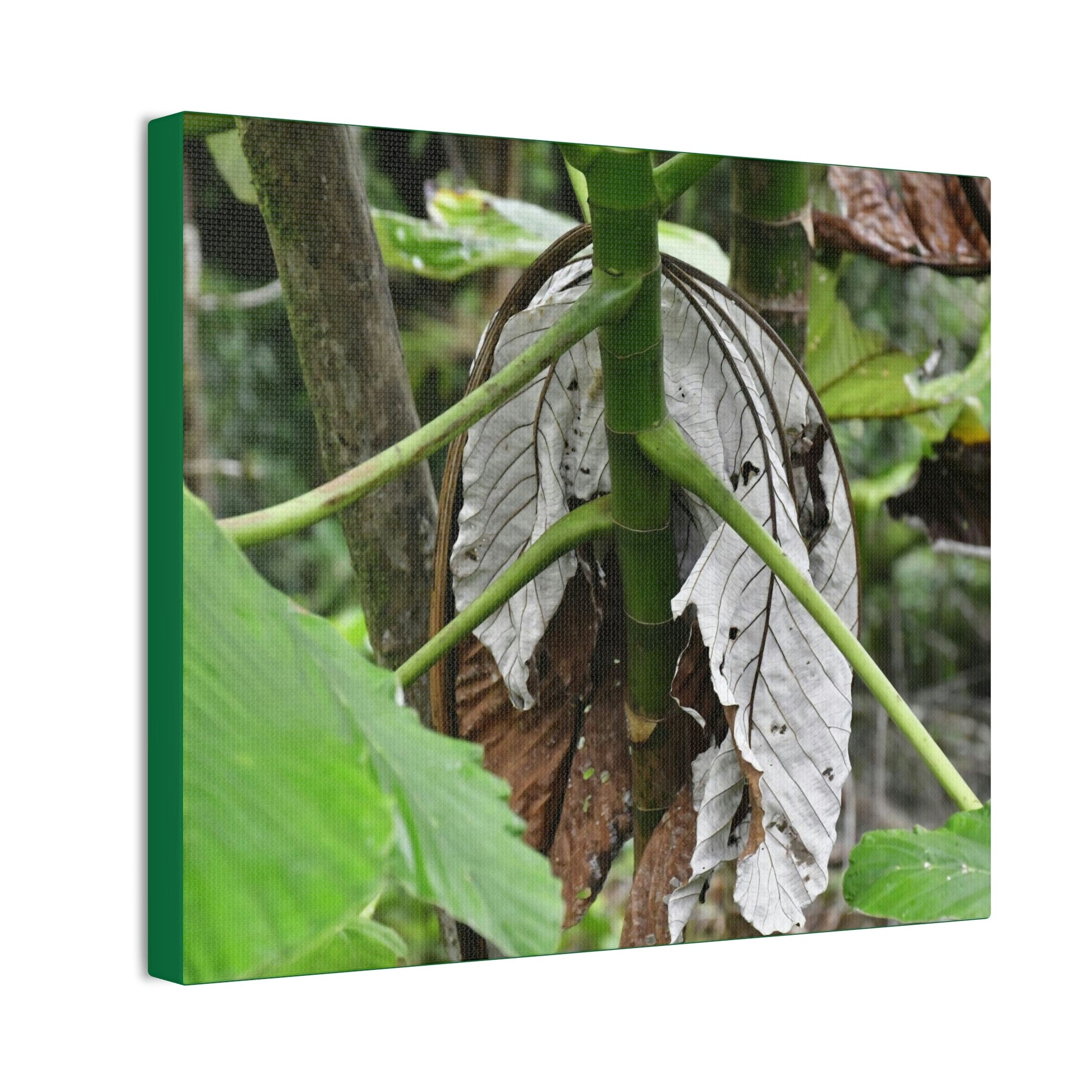 Deals on Thin Canvas - Stretched, 0.75" - Small Sizes Horizontal - Ideal for Wall Forest Mosaics - New Yagrumo Tree with dry leaf around it - Green Forest Home