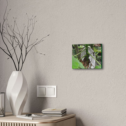 Deals on Thin Canvas - Stretched, 0.75" - Small Sizes Horizontal - Ideal for Wall Forest Mosaics - New Yagrumo Tree with dry leaf around it - Green Forest Home