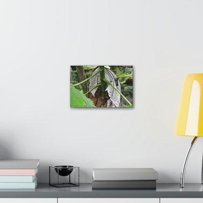 Deals on Thin Canvas - Stretched, 0.75" - Small Sizes Horizontal - Ideal for Wall Forest Mosaics - New Yagrumo Tree with dry leaf around it - Green Forest Home