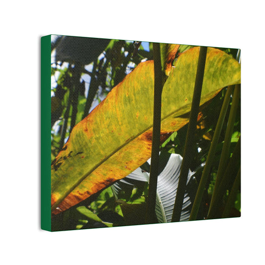 Deals on Thin Canvas - Stretched, 0.75" - Small Sizes Horizontal - Ideal for Wall Forest Mosaics - Primitive Banana like leaf in the sun - Green Forest Home