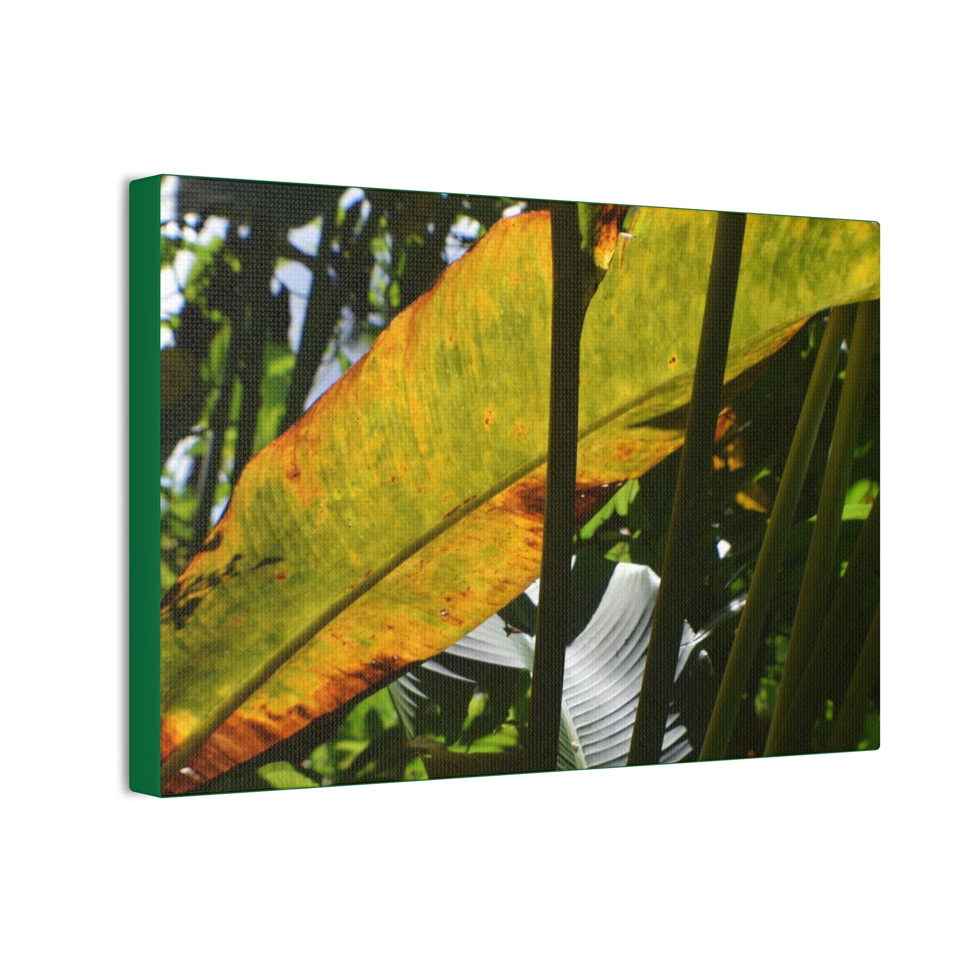 Deals on Thin Canvas - Stretched, 0.75" - Small Sizes Horizontal - Ideal for Wall Forest Mosaics - Primitive Banana like leaf in the sun - Green Forest Home