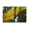 Deals on Thin Canvas - Stretched, 0.75" - Small Sizes Horizontal - Ideal for Wall Forest Mosaics - Primitive Banana like leaf in the sun - Green Forest Home
