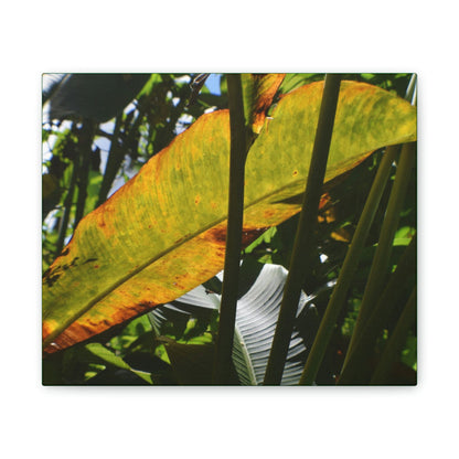 Deals on Thin Canvas - Stretched, 0.75" - Small Sizes Horizontal - Ideal for Wall Forest Mosaics - Primitive Banana like leaf in the sun - Green Forest Home